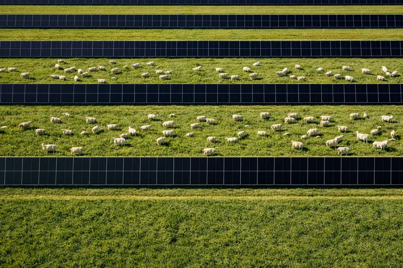 Schafe weiden zwischen senkrechten Solarmodulreihen