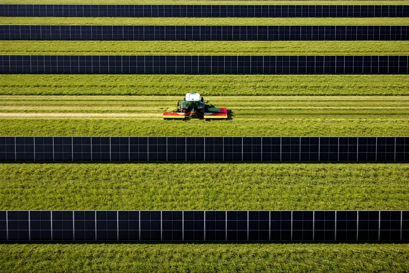 Traktor mäht zwischen Solarzaunreihen